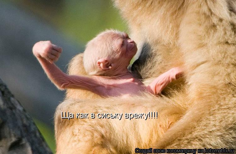 Котоматрица: Ща как в сиську врежу!!!!