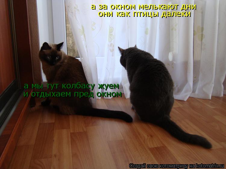 Котоматрица: а за окном мелькают дни они как птицы далеки а мы тут колбасу жуем и отдыхаем пред окном