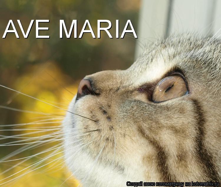 Котоматрица: AVE MARIA