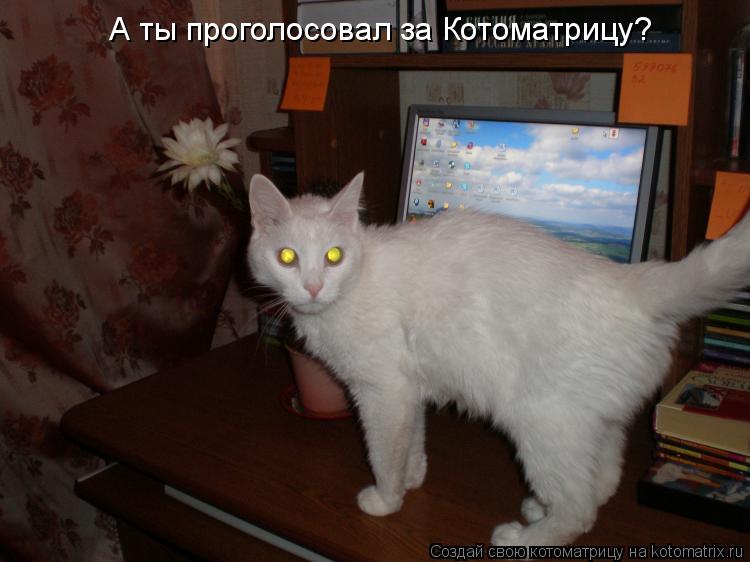 А ты проголосовал за Котоматрицу?... Котоматрица: А ты проголосовал за Котоматрицу?