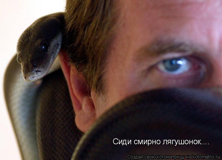 Сиди смирно лягушонок....... Котоматрица: Сиди смирно лягушонок....