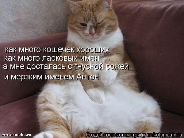 как много кошечек хороших как много ласковых имен а мне досталась с гнусной рожей и мерзким именем Ан... Котоматрица: как много кошечек хороших как много ласковых имен а мне досталась с гнусной рожей и мерзким именем Антон