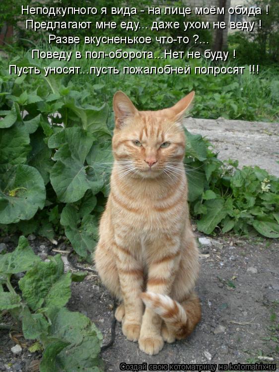 Неподкупного я вида - на лице моём обида ! Предлагают мне еду... даже ухом не веду ! Разве вкусненько... Котоматрица: Неподкупного я вида - на лице моём обида ! Предлагают мне еду... даже ухом не веду ! Разве вкусненькое что-то ?... Поведу в пол-оборота...Нет не бу