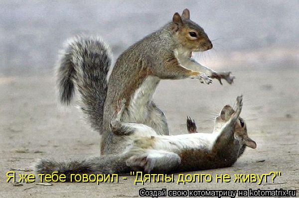 Я же тебе говорил - "Дятлы долго не живут?"... Котоматрица: Я же тебе говорил - "Дятлы долго не живут?"