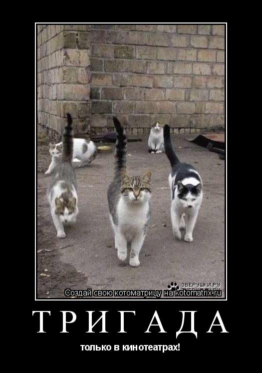 Котоматрица: ТРИГАДА только в кинотеатрах!