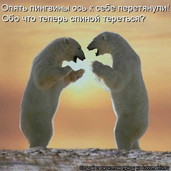 Котоматрица: Опять пингвины ось к себе перетянули!  Обо что теперь спиной тереться?