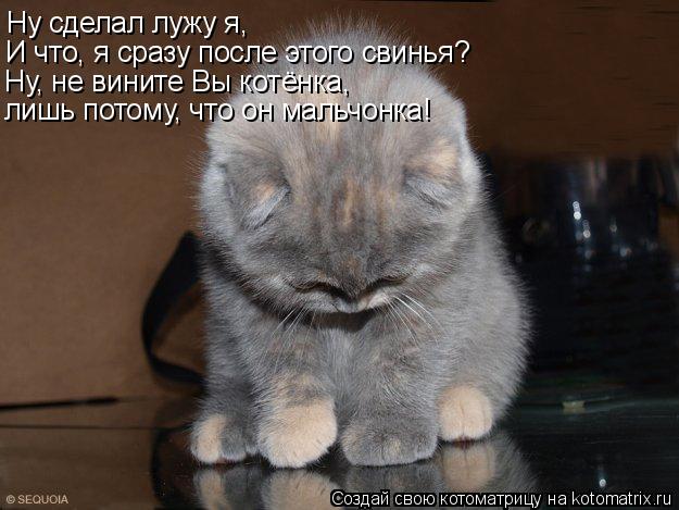 Котоматрица: Ну сделал лужу я, И что, я сразу после этого свинья? Ну, не вините Вы котёнка, лишь потому, что он мальчонка!