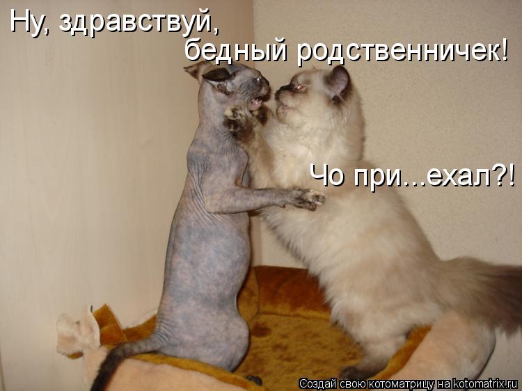 Ну, здравствуй, бедный родственничек! Чо при...ехал?!... Котоматрица: Ну, здравствуй, бедный родственничек! Чо при...ехал?!