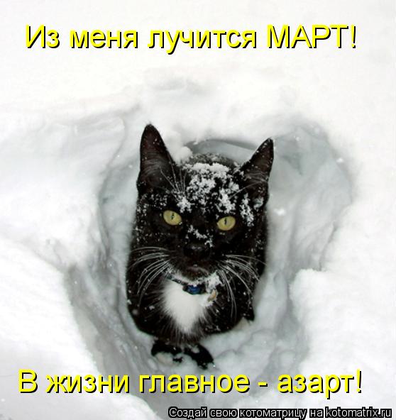 В жизни главное - азарт! Из меня лучится МАРТ!... Котоматрица: В жизни главное - азарт! Из меня лучится МАРТ!