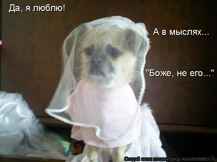 Да, я люблю! А в мыслях... "Боже, не его..."... Котоматрица: Да, я люблю! А в мыслях... "Боже, не его..."