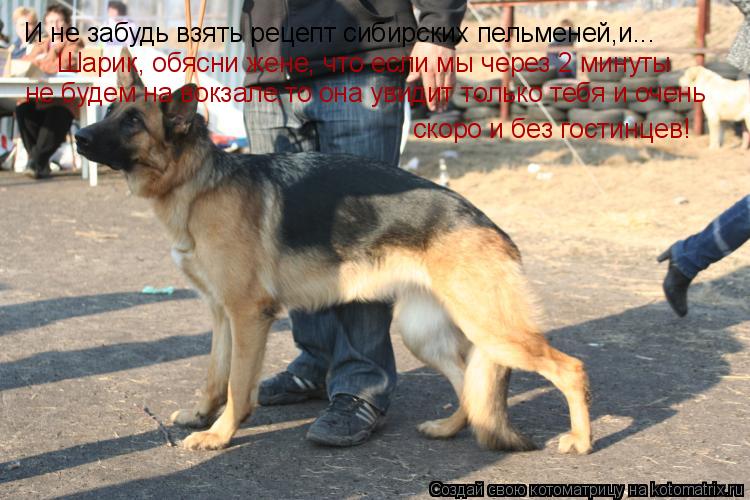 И не забудь взять рецепт сибирских пельменей,и... Шарик, обясни жене, что если мы через 2 минуты не б... Котоматрица: И не забудь взять рецепт сибирских пельменей,и... Шарик, обясни жене, что если мы через 2 минуты не будем на вокзале,то она увидит только тебя