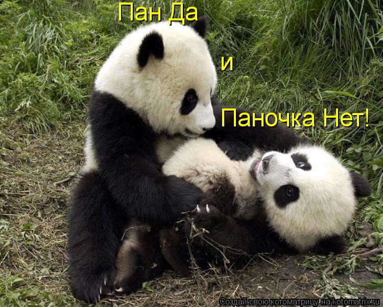 Котоматрица: Пан Да  Паночка Нет! и