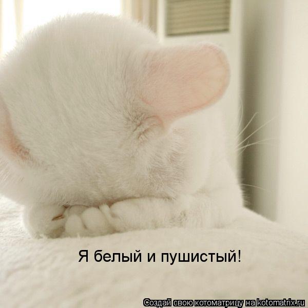 Котоматрица: Я белый и пушистый!