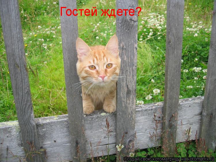Котоматрица: Гостей ждете?