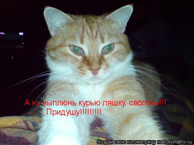 Котоматрица: А ну выплюнь курью ляшку, сволочь!!! Придушу!!!!!!!!!
