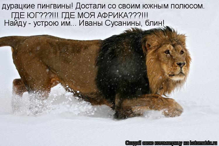 Котоматрица: дурацкие пингвины! Достали со своим южным полюсом.  ГДЕ ЮГ???!!! ГДЕ МОЯ АФРИКА???!!! Найду - устрою им... Иваны Сусанины, блин!