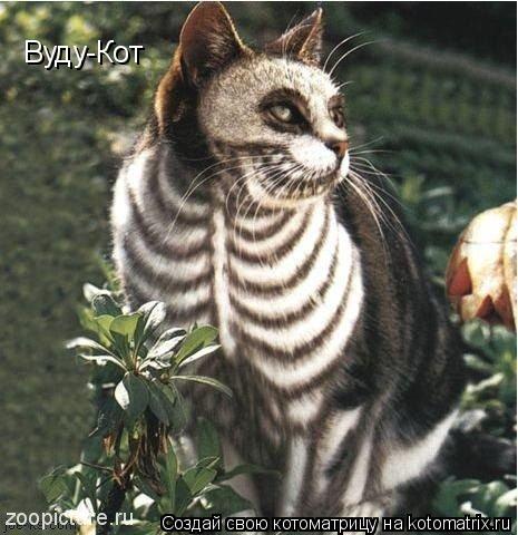 Котоматрица: Вуду-Кот