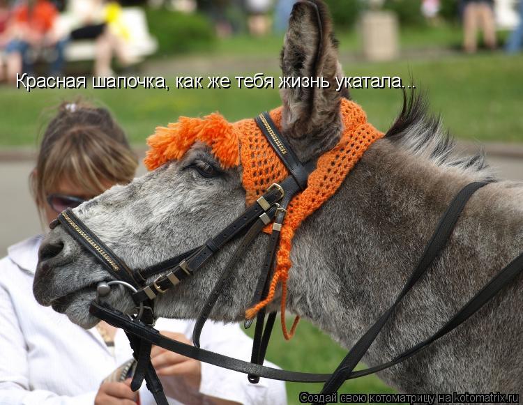 Красная шапочка, как же тебя жизнь укатала...... Котоматрица: Красная шапочка, как же тебя жизнь укатала...