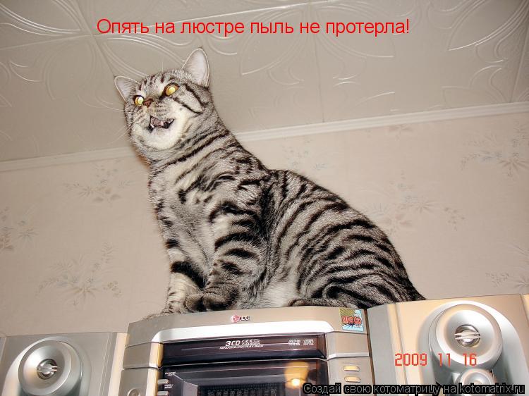 Опять на люстре пыль не протерла!... Котоматрица: Опять на люстре пыль не протерла!