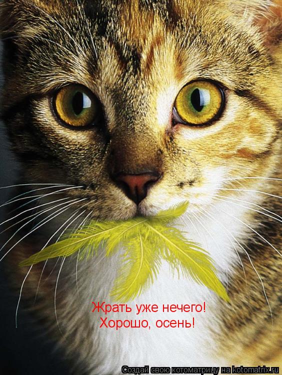 Видили, какие у меня глаза? Жрать уже нечего! Жрать уже нечего! Хорошо, осень! Хорошо, осень!... Котоматрица: Видили, какие у меня глаза? Жрать уже нечего! Жрать уже нечего! Хорошо, осень! Хорошо, осень!