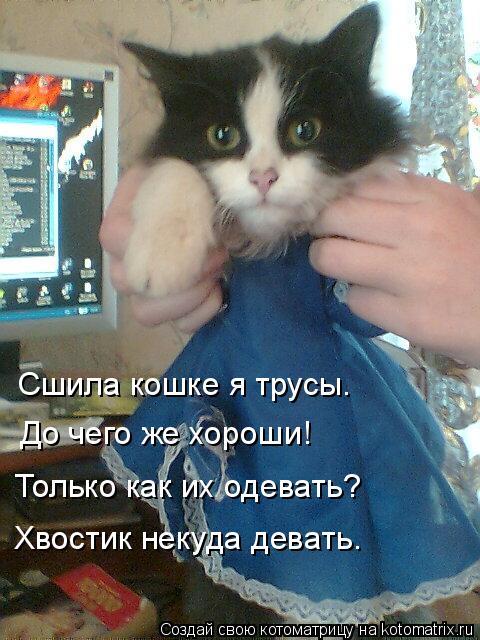 Сшила кошке я трусы. До чего же хороши! Только как их одевать? Хвостик некуда девать.... Котоматрица: Сшила кошке я трусы. До чего же хороши! Только как их одевать? Хвостик некуда девать.