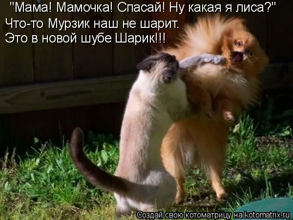 "Мама! Мамочка! Спасай! Ну какая я лиса?" Что-то Мурзик наш не шарит. Это в новой шубе Шарик!!!... Котоматрица: "Мама! Мамочка! Спасай! Ну какая я лиса?" Что-то Мурзик наш не шарит. Это в новой шубе Шарик!!!