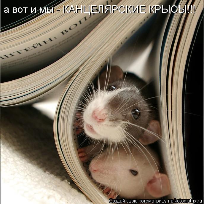 а вот и мы - КАНЦЕЛЯРСКИЕ КРЫСЫ!!!... Котоматрица: а вот и мы - КАНЦЕЛЯРСКИЕ КРЫСЫ!!!