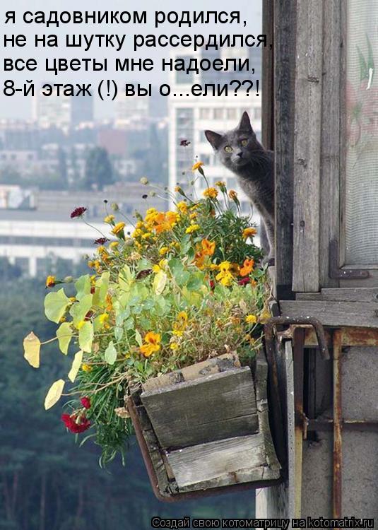Котоматрица: я садовником родился, не на шутку рассердился, все цветы мне надоели, 8-й этаж (!) вы о...ели??!