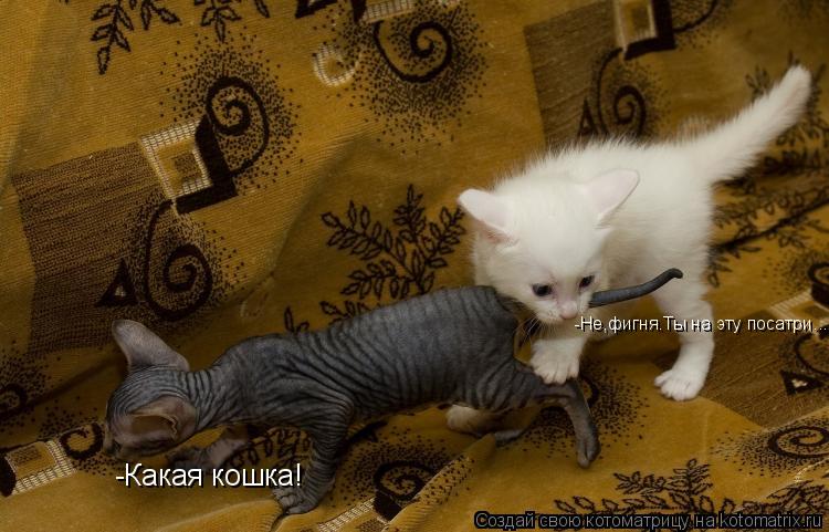 -Какая кошка! -Не,фигня.Ты на эту посатри....... Котоматрица: -Какая кошка! -Не,фигня.Ты на эту посатри....