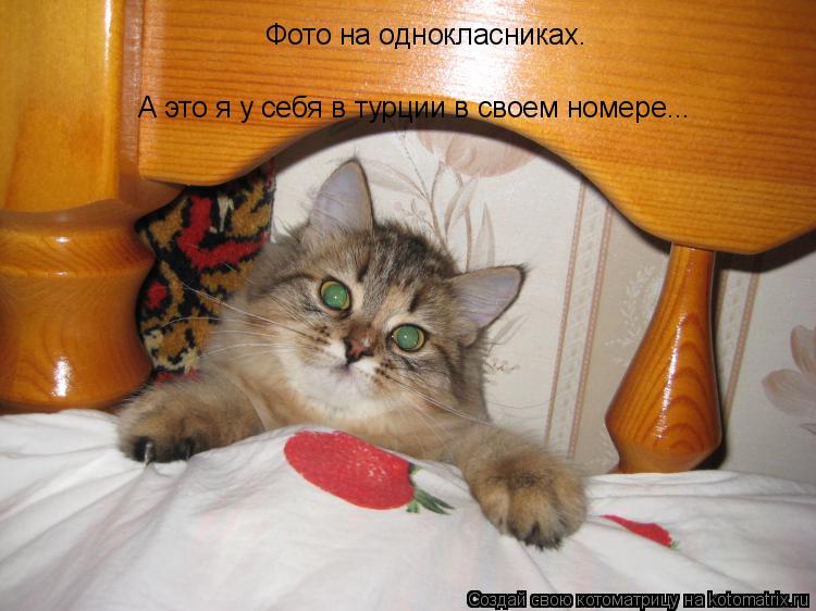 Котоматрица: Фото на однокласниках. А это я у себя в турции в своем номере...