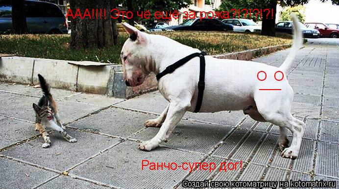 Котоматрица: ААА!!!! Это чё ещё за рожа?!?!?!?! О  О ___ Ранчо-супер дог!