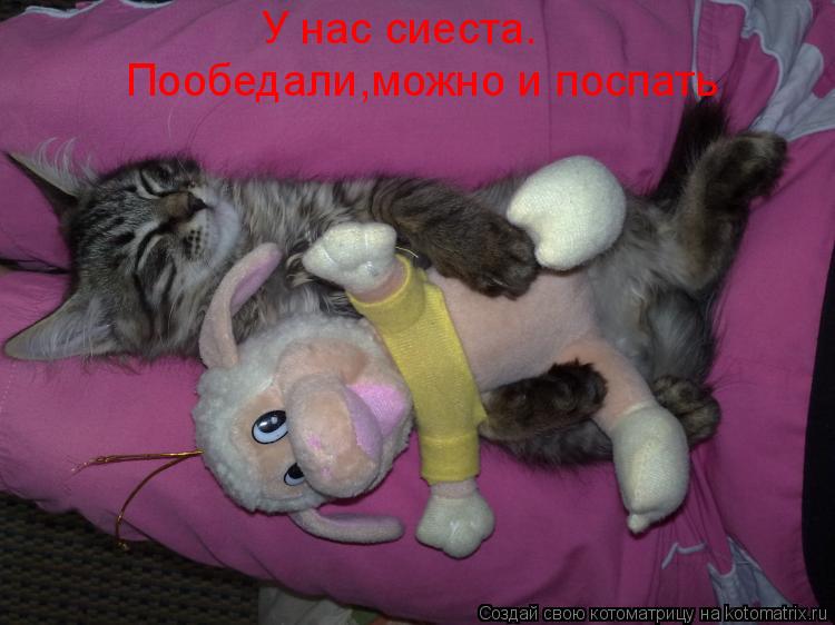 Котоматрица: У нас сиеста. Пообедали,можно и поспать