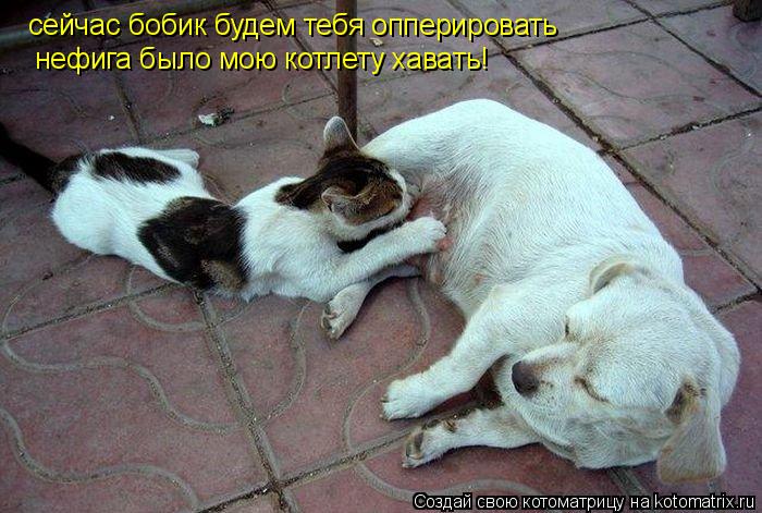 Котоматрица: сейчас бобик будем тебя опперировать нефига было мою котлету хавать!