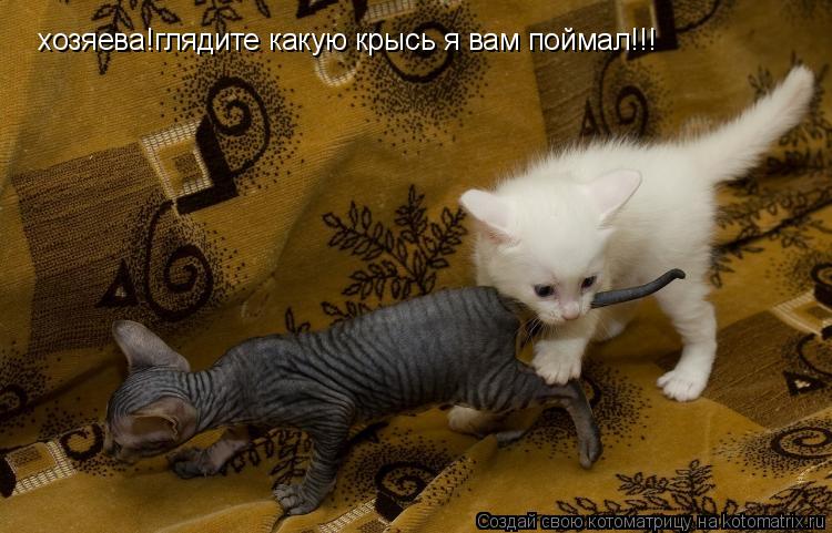 Котоматрица: хозяева!глядите какую крысь я вам поймал!!!
