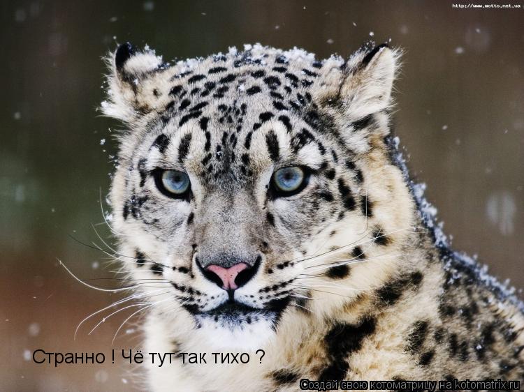 Котоматрица: Странно ! Чё тут так тихо ?