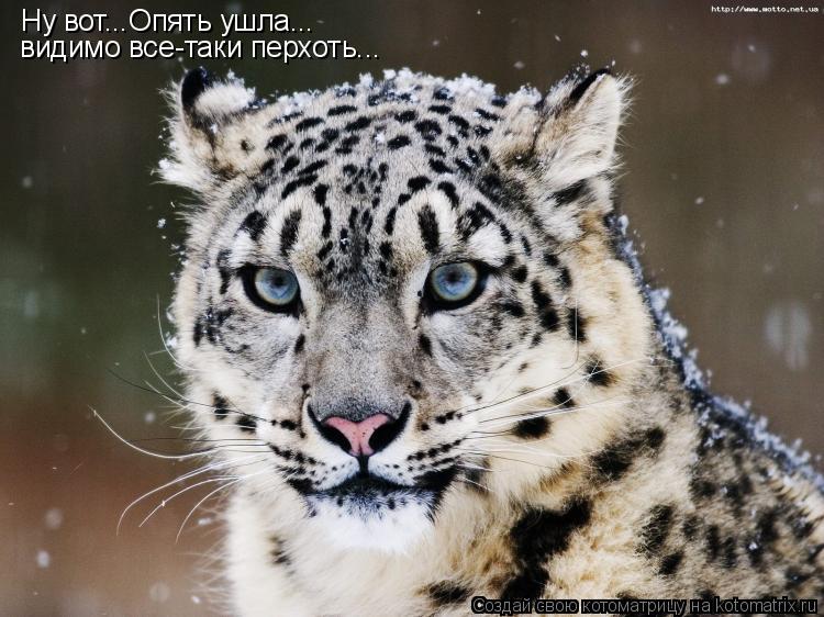 Котоматрица: Ну вот...Опять ушла... видимо все-таки перхоть...