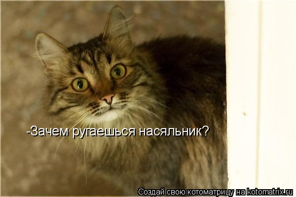 Котоматрица: -Зачем ругаешься насяльник?