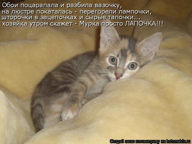 Котоматрица: Обои поцарапала и разбила вазочку,  на люстре покаталась - перегорели лампочки, шторочки в зацепочках и сырые тапочки... хозяйка утром скаже