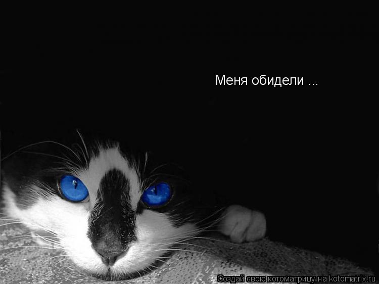 Котоматрица: Меня обидели ...