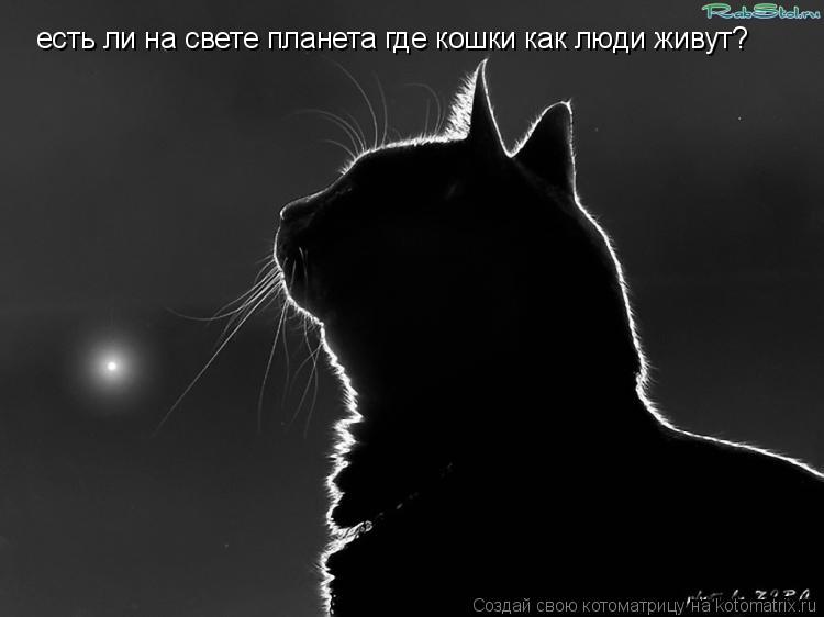 Котоматрица: есть ли на свете планета где кошки как люди живут?