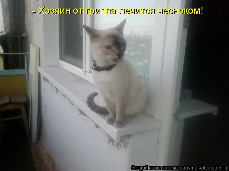 Хозяин от гриппа лечится чесноком! -... Котоматрица: Хозяин от гриппа лечится чесноком! -