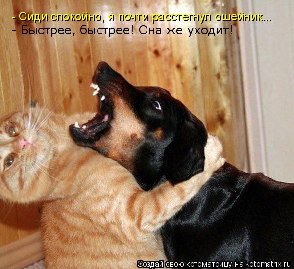 - Сиди спокойно, я почти расстегнул ошейник... - Быстрее, быстрее! Она же уходит!... Котоматрица: - Сиди спокойно, я почти расстегнул ошейник... - Быстрее, быстрее! Она же уходит!