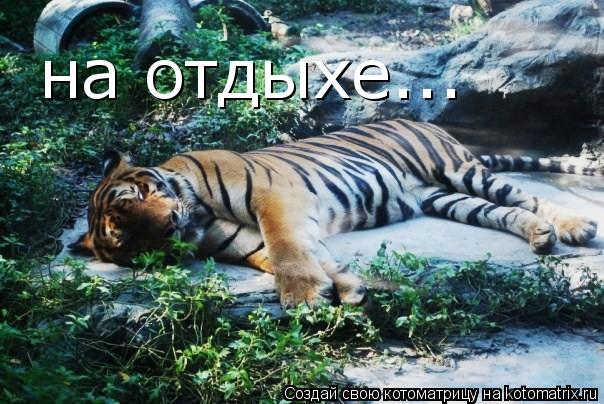 Котоматрица: на отдыхе...