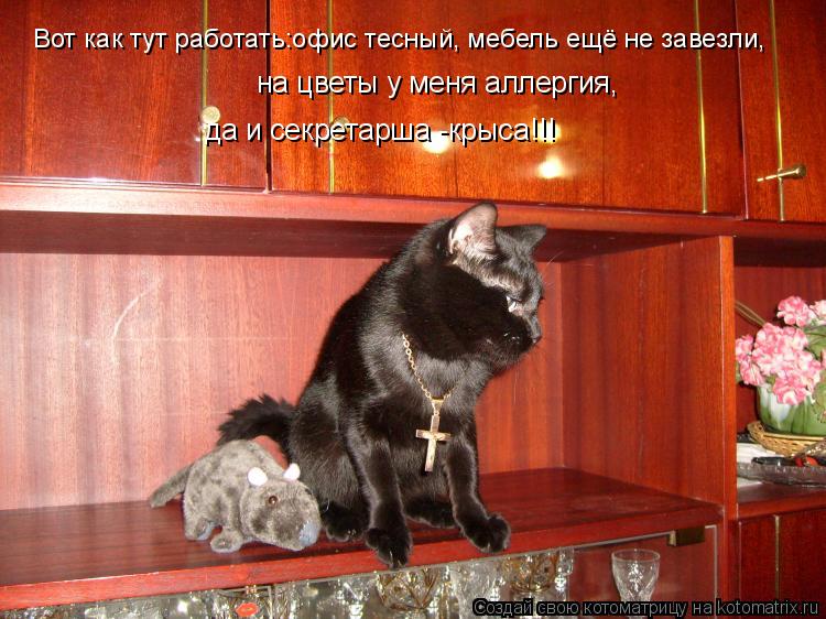 Котоматрица: на цветы у меня аллергия, да и секретарша -крыса!!! Вот как тут работать:офис тесный, мебель ещё не завезли,