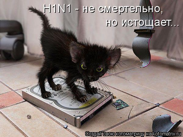 Котоматрица: H1N1 - не смертельно, но истощает...