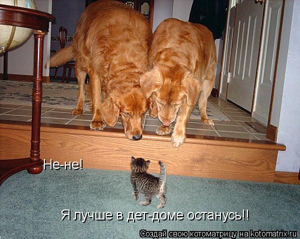 Котоматрица: Не-не! Я лучше в дет-доме останусь!!