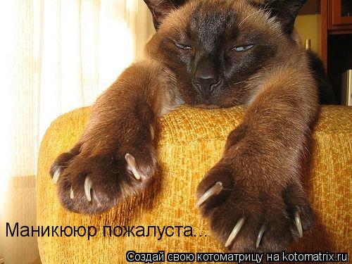 Котоматрица: Маникююр пожалуста...