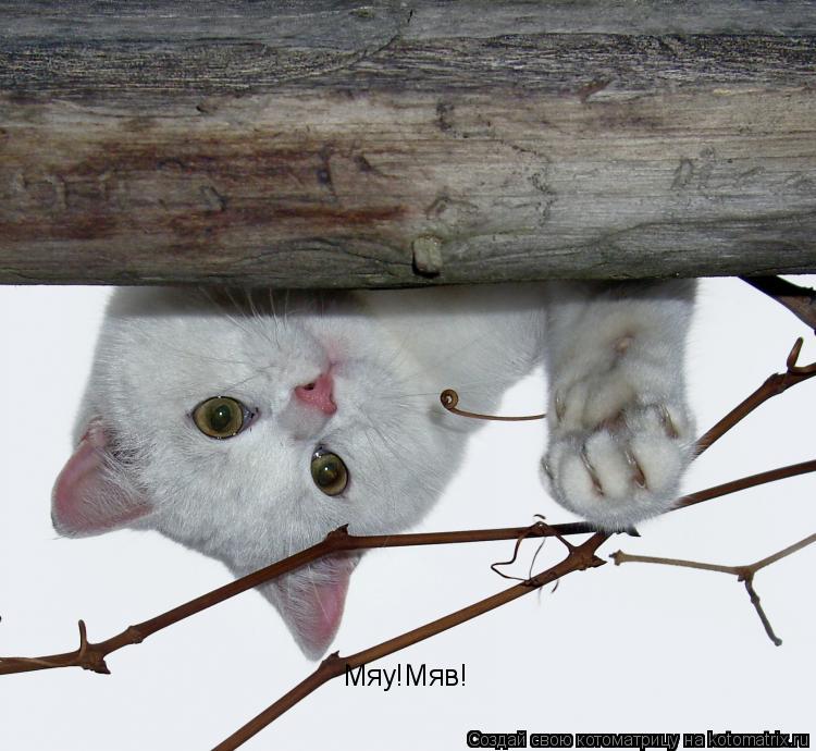 Котоматрица: Мяу!Мяв!