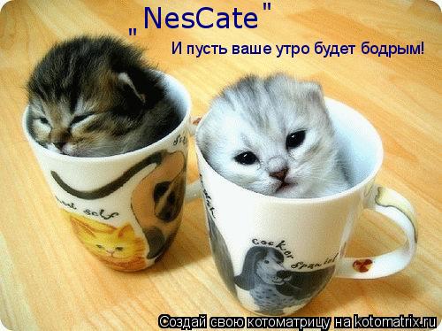 Котоматрица: NesCate И пусть ваше утро будет бодрым! " "