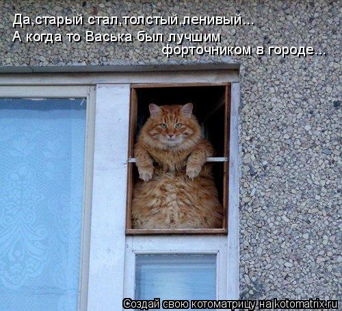 Котоматрица: Да,старый стал,толстый,ленивый... А когда то Васька был лучшим  форточником в городе...